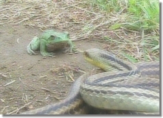蛇と蛙