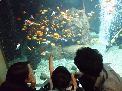 生物園　金魚