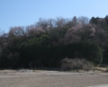 谷戸の桜