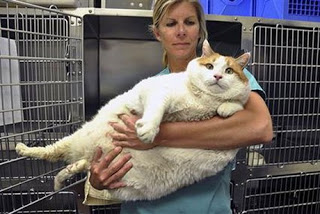 Heaviest Cat Himmy