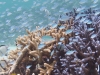 竹富島沖～枝サンゴとデバスズメダイの群れ