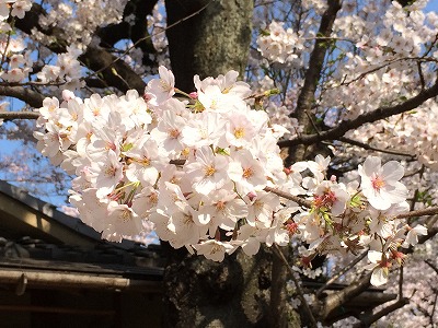 上野の桜_s