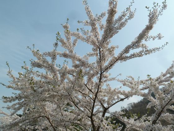 舟津公園の桜