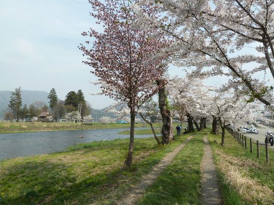 川沿いに続く桜並木
