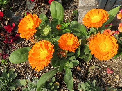 この花の名前なんていうの 鮮やかなオレンジ色の盃花 キンセンカ カレンデュラ