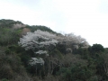 4.山の桜