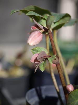 niger × lividus（斑）