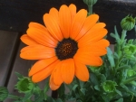 花15058