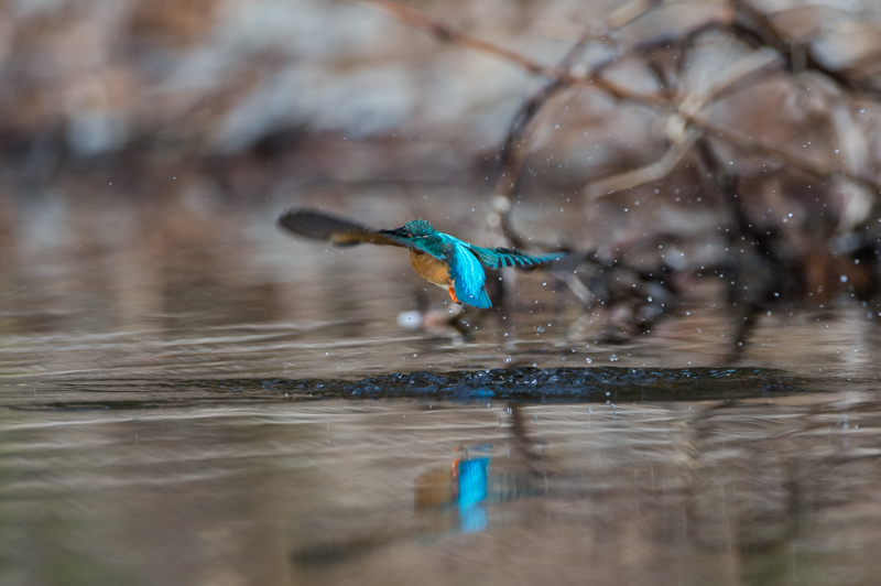 DSC_6677.jpg