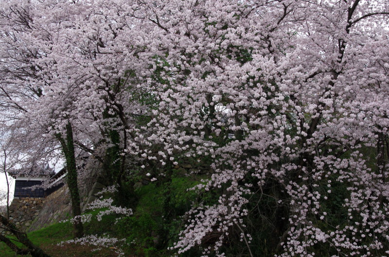郡山　桜1