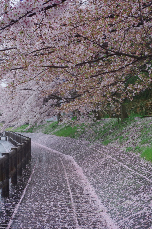 散り桜1