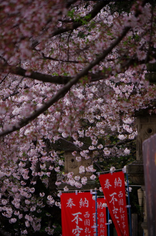 奈良公園　桜