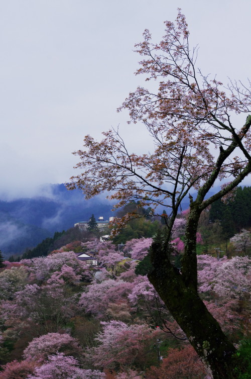 吉野山　桜
