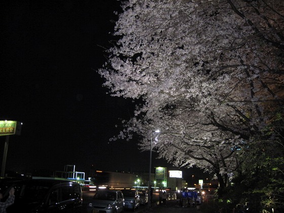 ２０１５☆足高夜桜