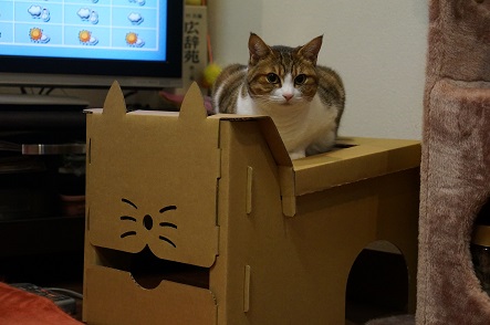 猫型段ボールハウス