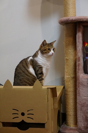 猫箱の上に猫