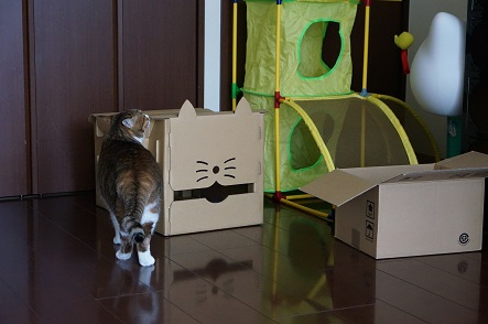あれ～、猫箱がここにある～。