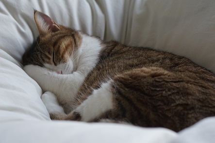 眠れるベッドの猫