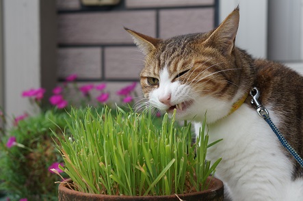とうとうまるも　猫草の味がわかるようになったか。