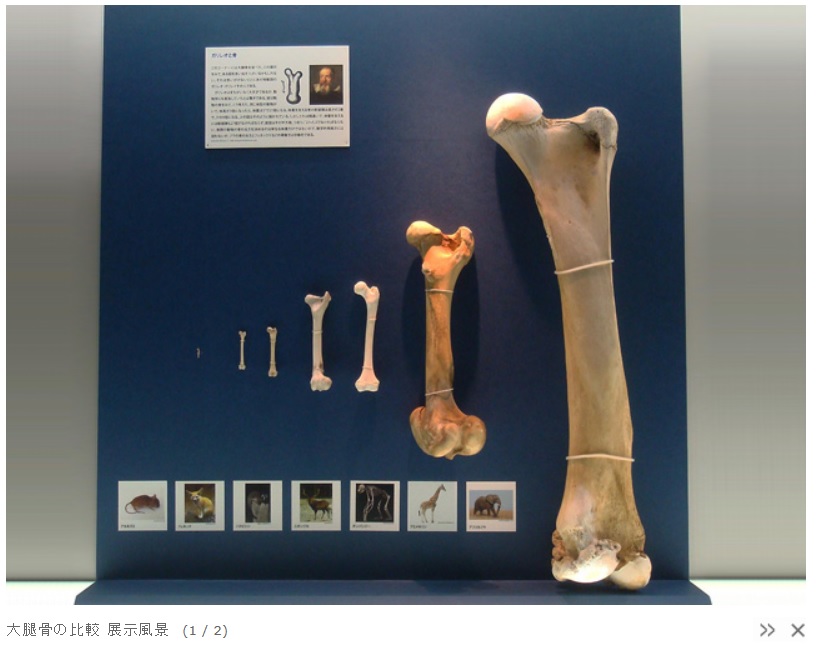 大腿骨の比較