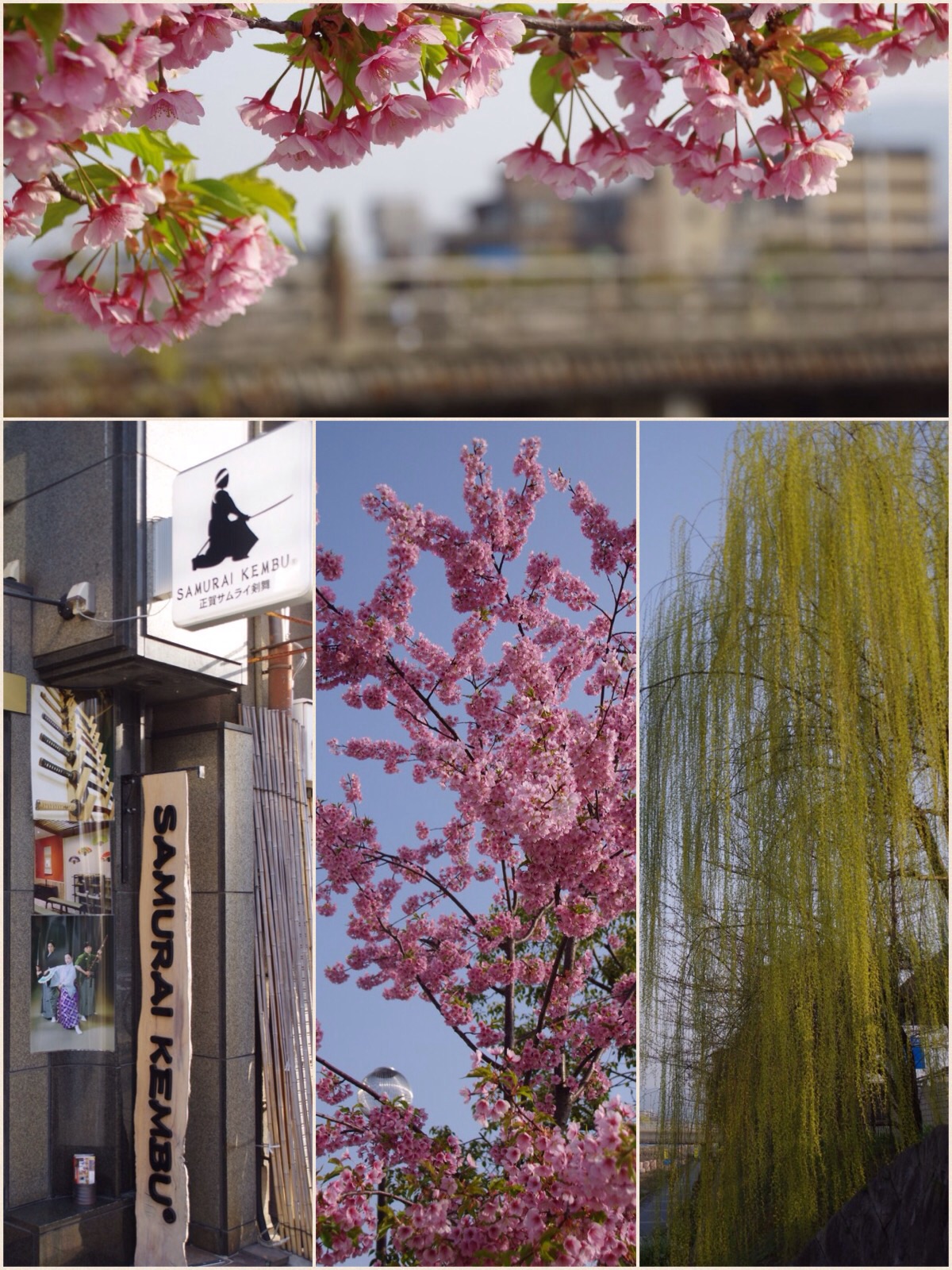 京都 三条大橋 桜