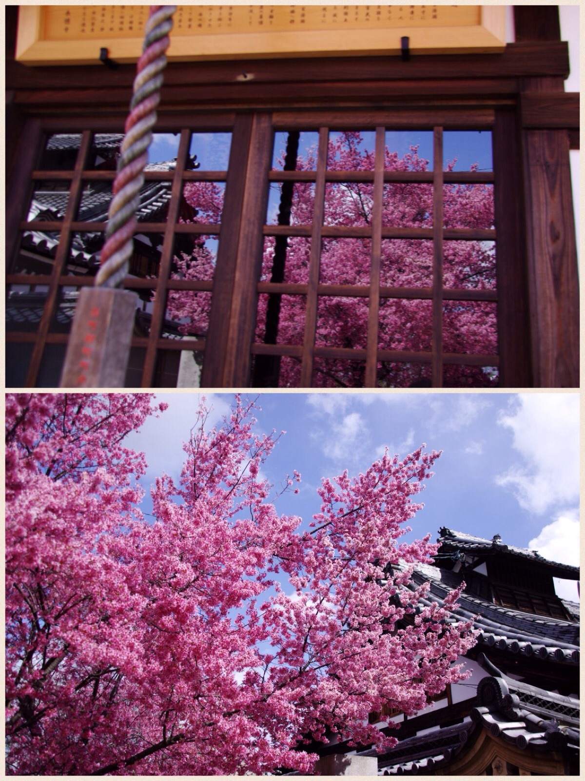 京都 長徳寺おかめ桜