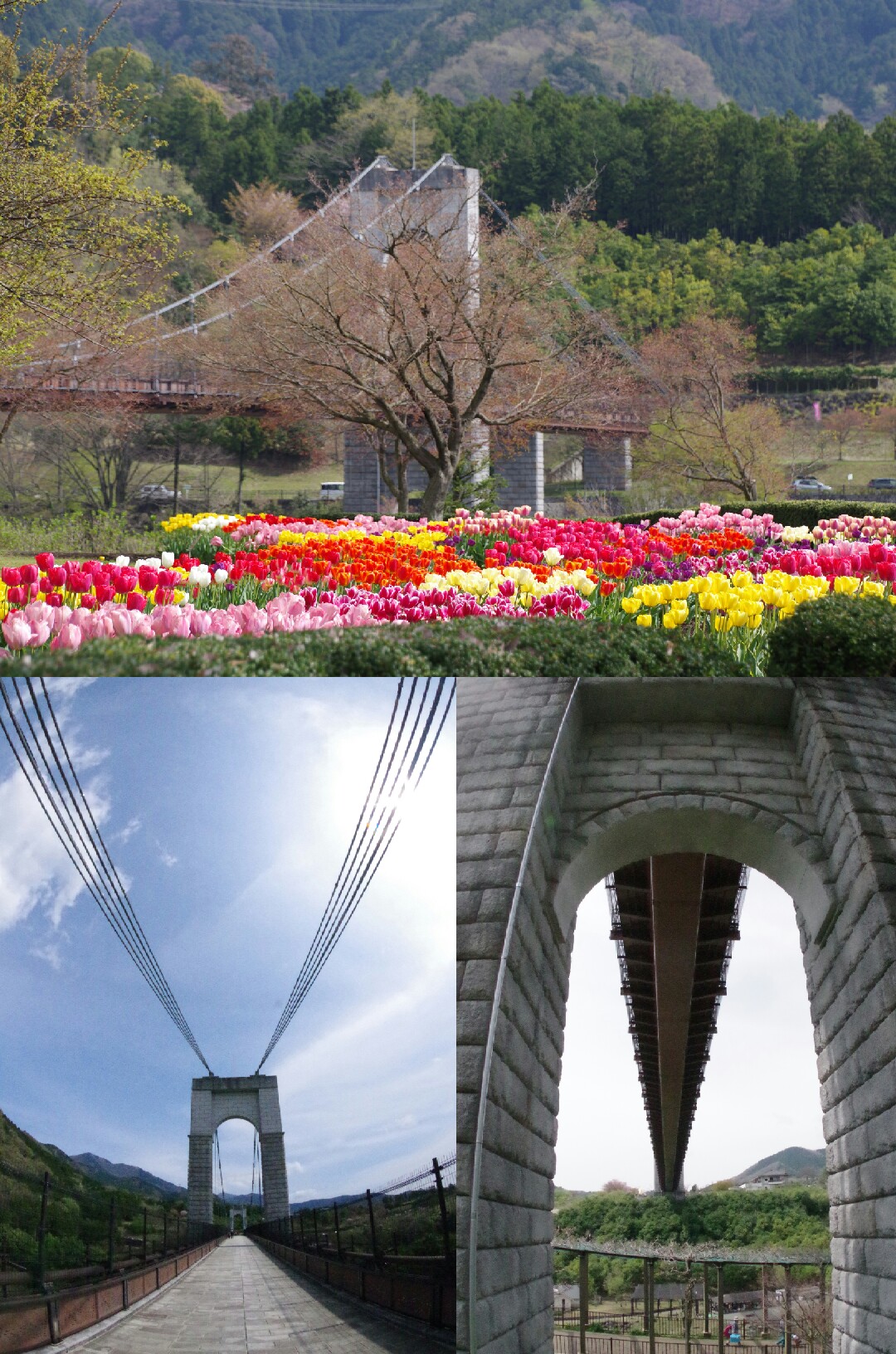 秦野戸川公園 風の吊り橋