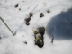 雪に埋もれたフクジュソウ
