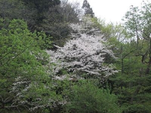 150504山桜