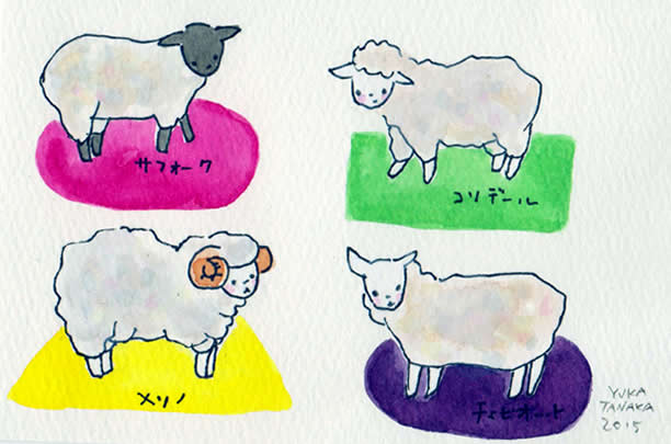 sheep2015.jpg