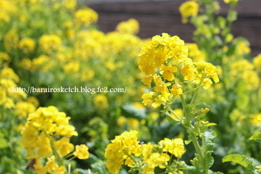 菜の花14