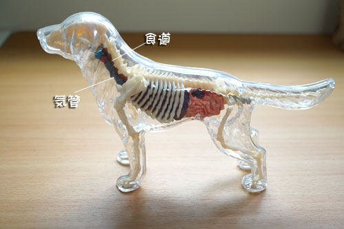 犬の解剖図