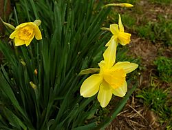 250px-Narcissus_2005_spring_001.jpg