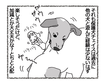 羊の国のラブラドール絵日記シニア!!「ガウガウ・バトル」2