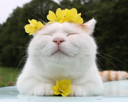 すべての花の画像 50 素晴らしいかご猫シロ 壁紙