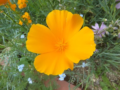 庭の花２