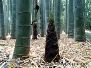 竹の庭　報国寺