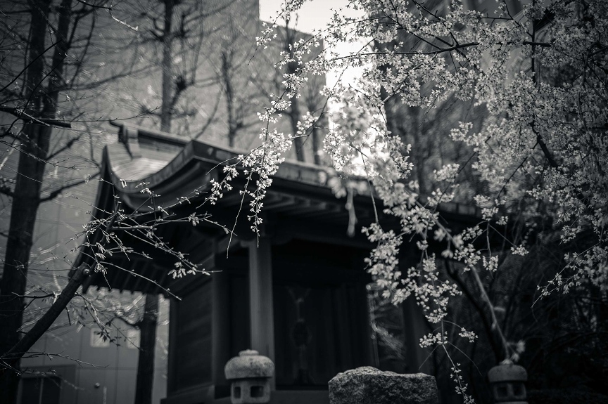 本覚寺のしだれ桜