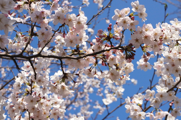 春は桜の彩衣