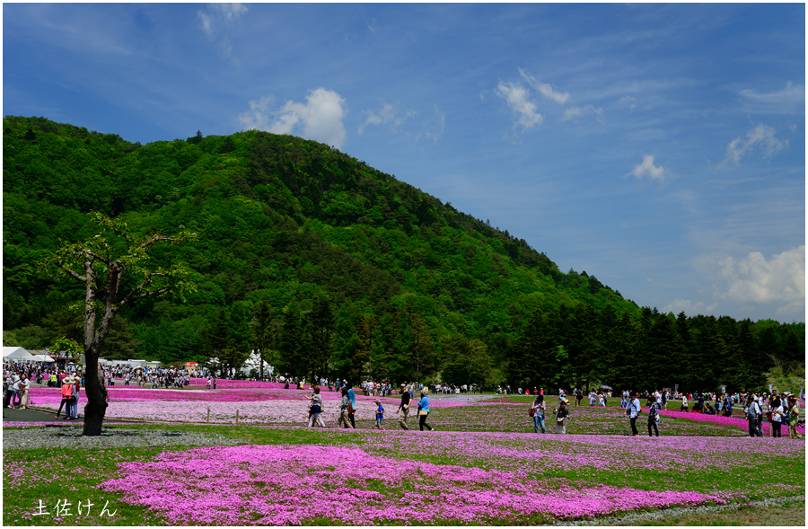 富士芝桜祭り２