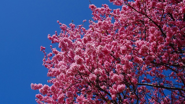 今年の河津桜はみなみの桜と菜の花まつり　（2015年2月）