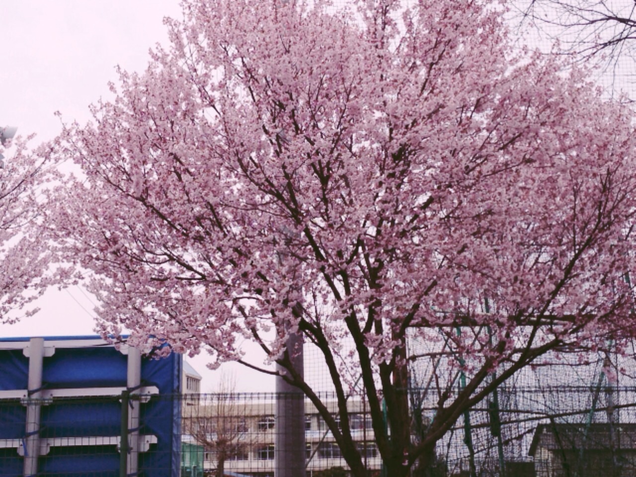 桜PHOTO